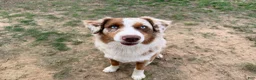 Australian Shepherd dogs for sale: Hank jr. - Ad 11