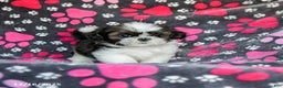 Shih Tzu dogs for sale: Mint - Ad 2