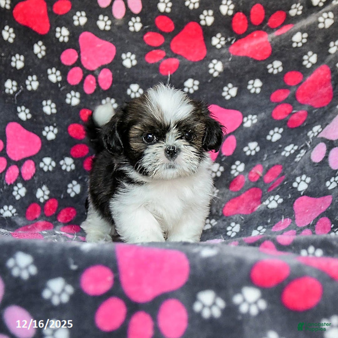 Shih Tzu dogs for sale: Mint - Ad 2