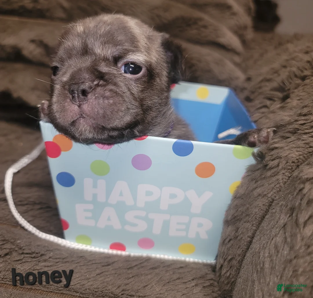 French Bulldog dogs for sale: Honey - Ad 2