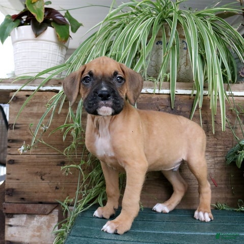 Boxer dogs Baxter - Ad 20