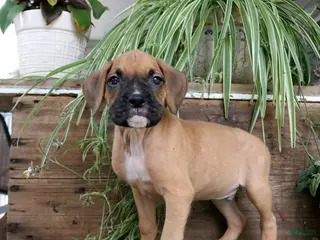 Boxer dogs Baxter - Ad 37