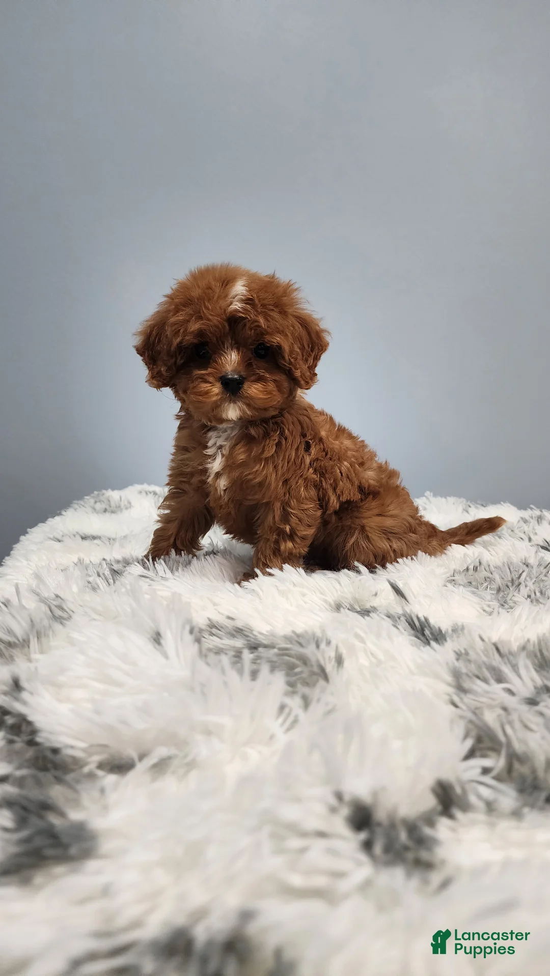 Cavapoo dogs for sale: Darla - Ad 2