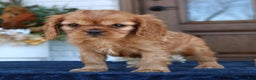 Cavapoo dogs for sale: Dean  - Ad 4