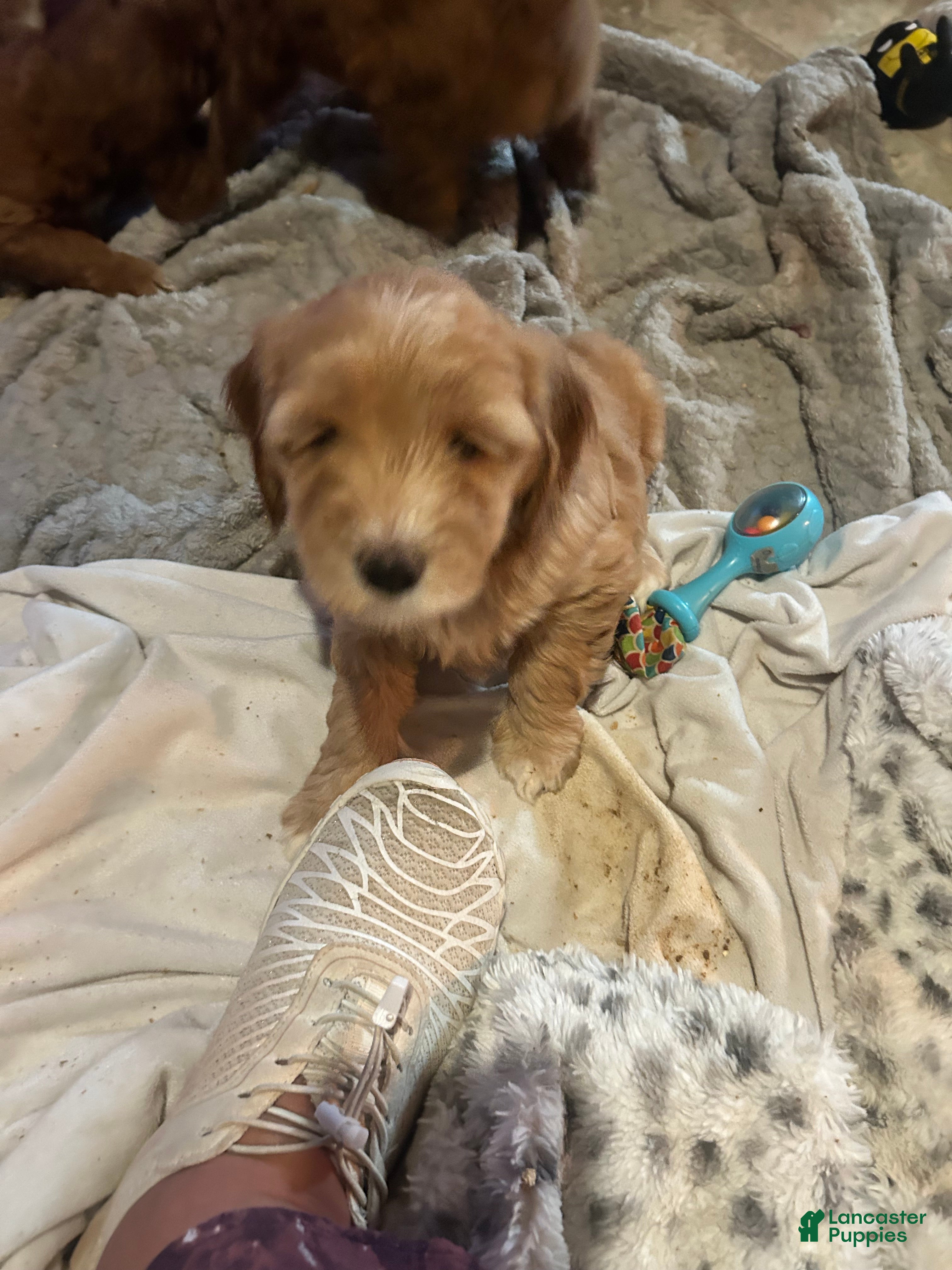 Goldendoodle dogs Blondie.   - Ad 2