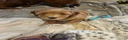 Goldendoodle dogs for sale: Blondie.   - Ad 2