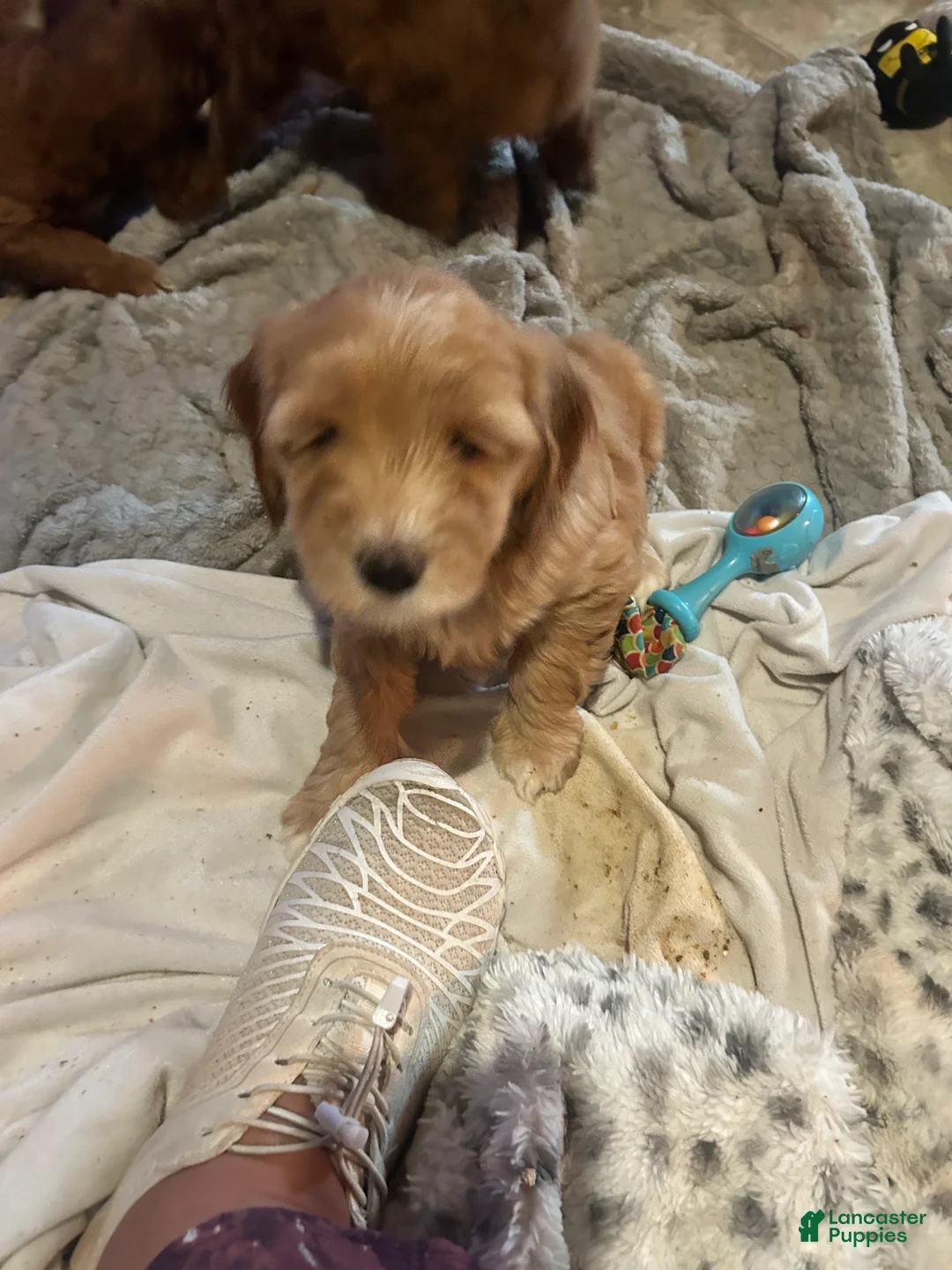 Goldendoodle dogs for sale: Blondie.   - Ad 2