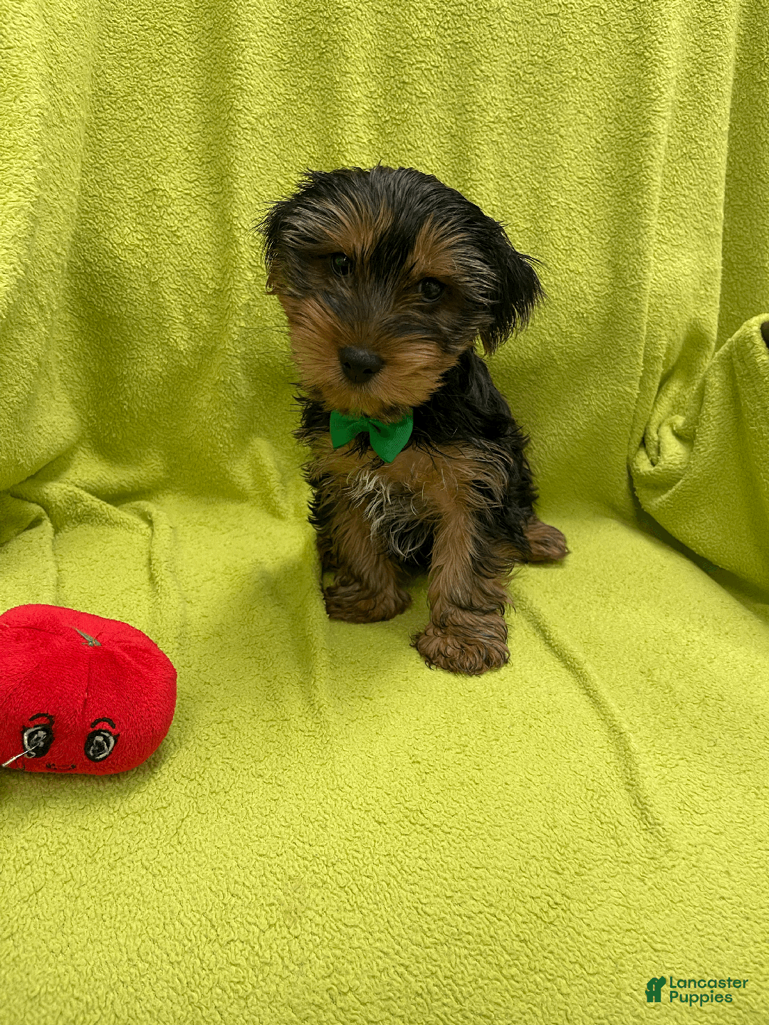 Yorkshire Terrier dogs for sale: Pluto - Ad 2