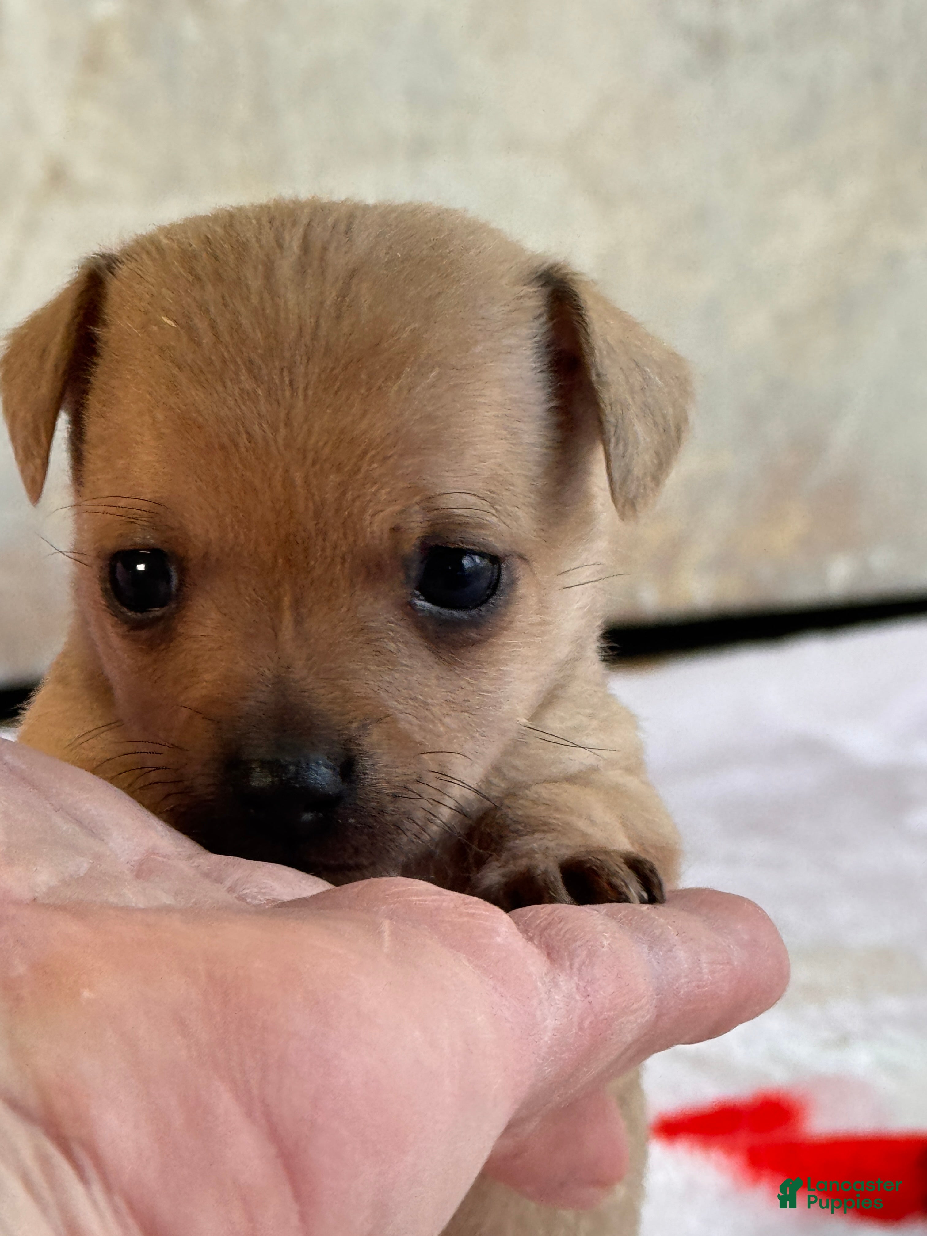 Chihuahua dogs Gracioso - Ad 2