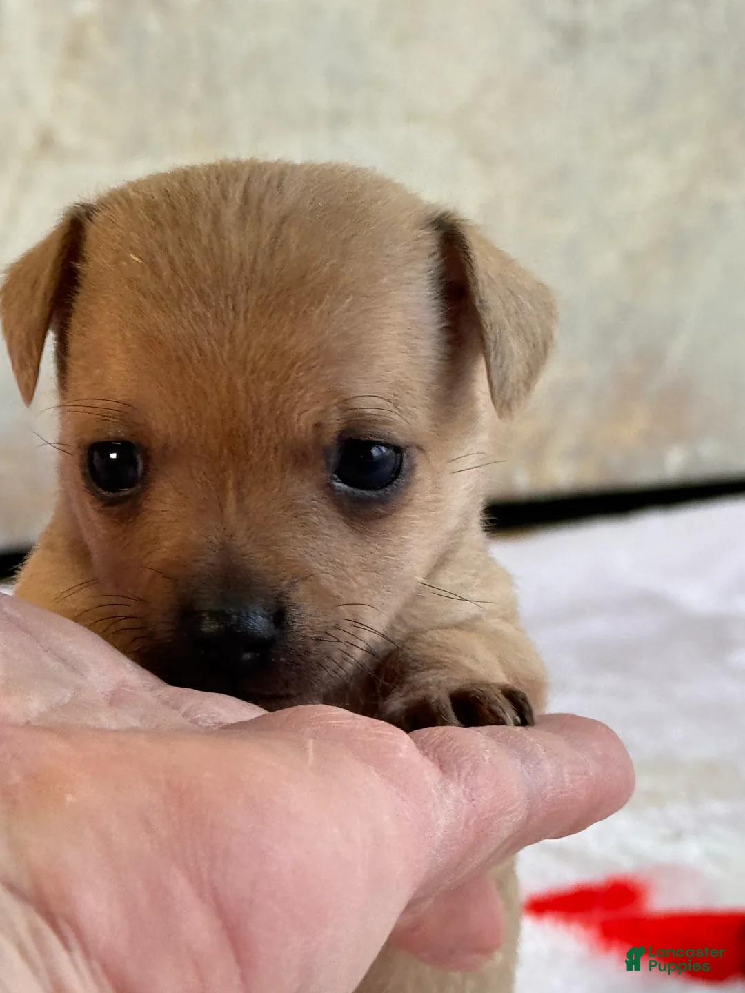 Chihuahua dogs for sale: Gracioso - Ad 2