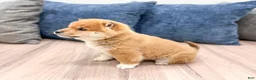 Shiba Inu dogs for sale: Kingsley - Ad 4