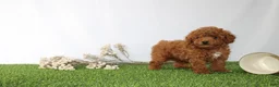 Toy Poodle dogs for sale: AKC Curry (tiny) - Ad 4