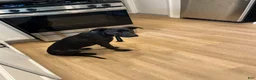 Mixed Breed dogs for sale: Mixed Breed Puppy 1 - Ad 5