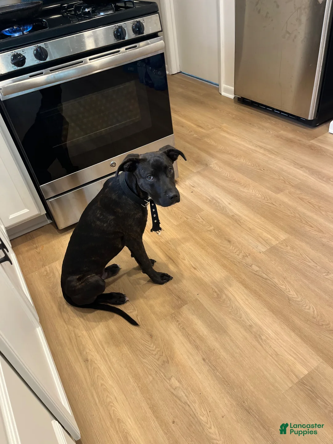 Mixed Breed dogs for sale: Mixed Breed Puppy 1 - Ad 5