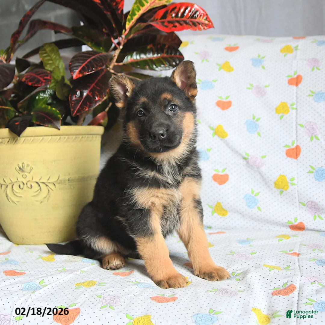 German Shepherd dogs for sale: Winnie - Ad 3