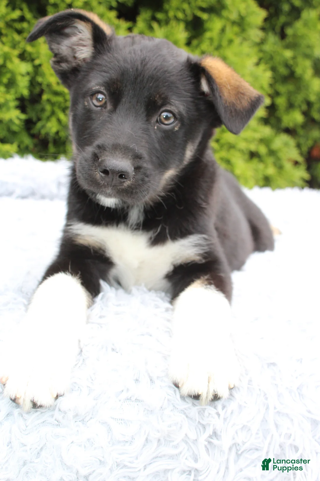 Mixed Breed dogs for sale: Kenny - Ad 1