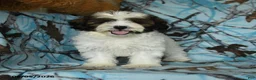 Mixed Breed dogs for sale: Utopia - Ad 9