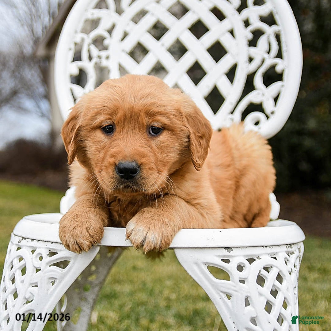Golden Retriever dogs for sale: Peaches - Ad 4