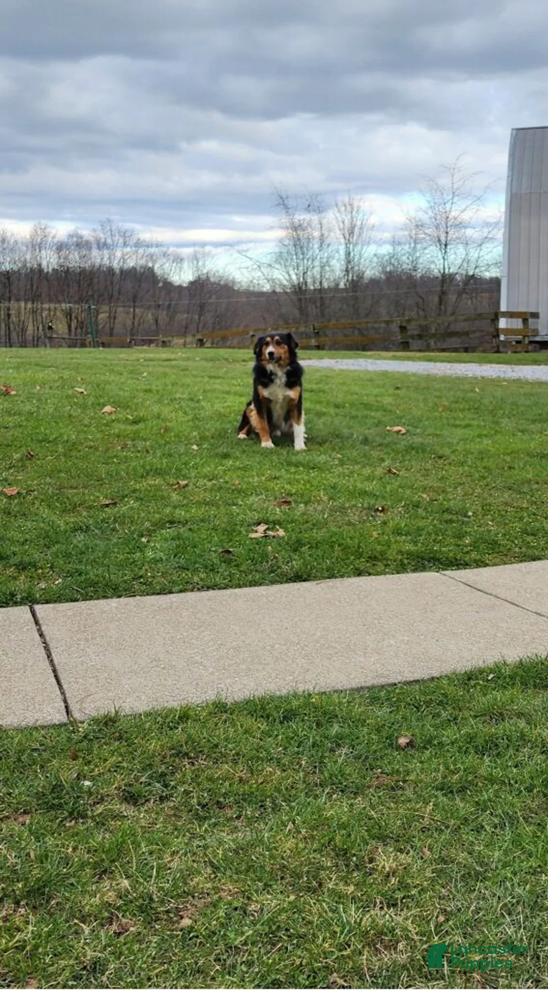 Australian Shepherd dogs for sale: Oliver - Ad 7