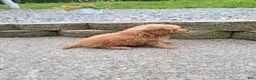 Mini Goldendoodle dogs for sale: Inez - Ad 23
