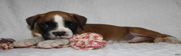 Boxer dogs for sale: Blair - Ad 5