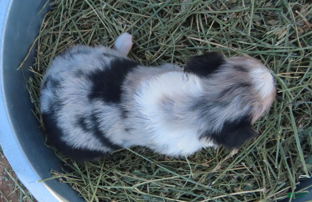 Miniature Australian Shepherd dogs for sale: Blue merle girl with blue eyes - Ad 8