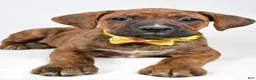 Boxer dogs for sale: Rusty Boxer mix - Ad 4