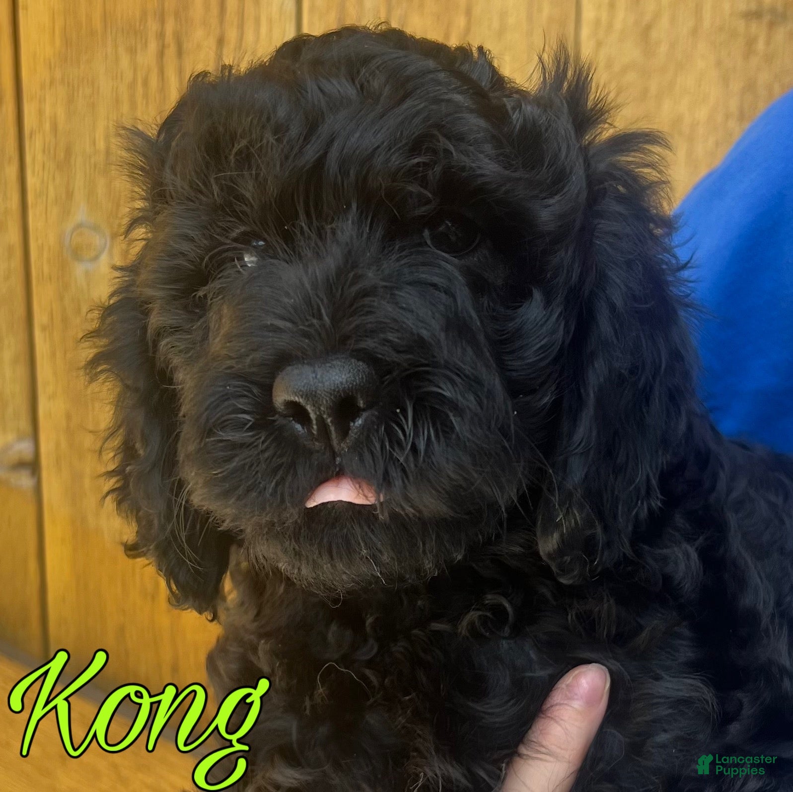 Cavapoo dogs Kong - Ad 33