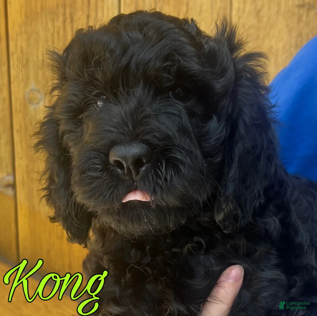 Cavapoo dogs for sale: Kong - Ad 1