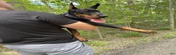 Doberman Pinscher dogs for sale: Ursa - Ad 6