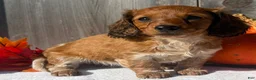 Miniature Dachshund dogs for sale: October  - Ad 5