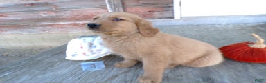 Golden Retriever Puppy 1 Juno