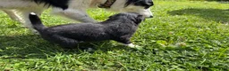 Mixed Breed dogs for sale: Moose  - Ad 13