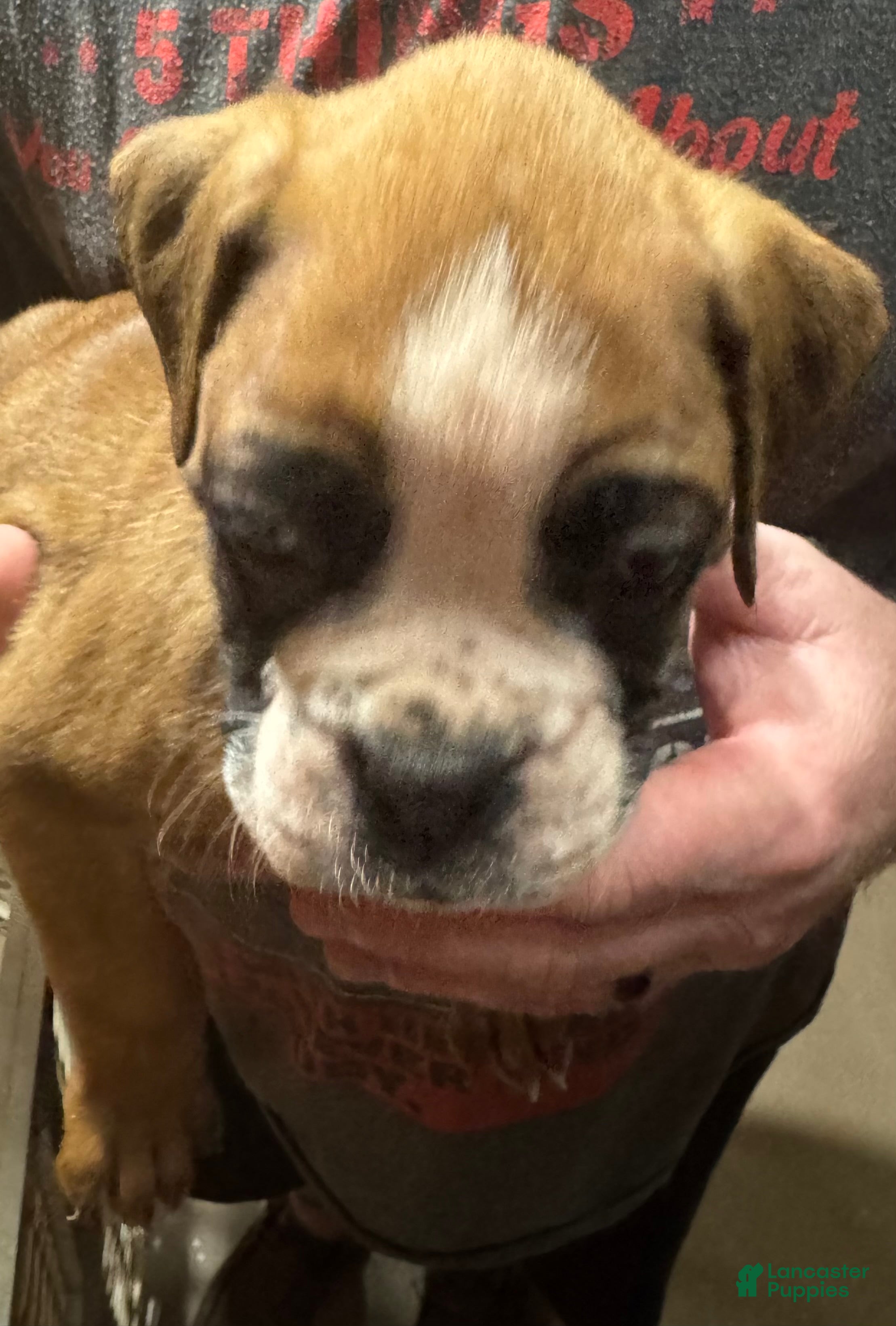 Boxer dogs Ava - Ad 2