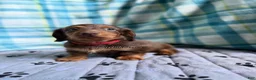 Miniature Dachshund dogs for sale: Red Collar Miniature Dachshund Male Chocolate and Tan Long Haired - Ad 7
