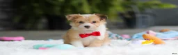 Mixed Breed dogs for sale: Milo - Ad 5
