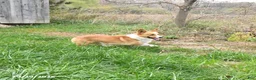 Welsh Corgi Pembroke dogs for sale: Millie - Ad 7