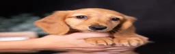 Miniature Dachshund dogs for sale: Macchiato  - Ad 3