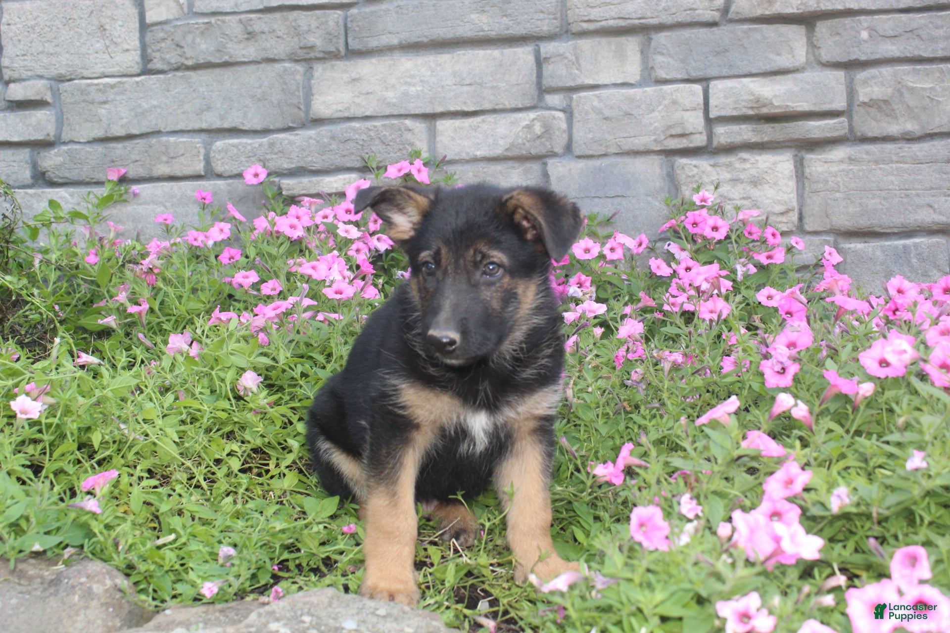 German Shepherd dogs Anson - Ad 1