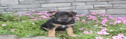 German Shepherd dogs for sale: Anson - Ad 1