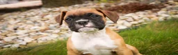 Boxer dogs for sale: Case - Ad 5