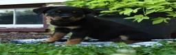 Rottweiler dogs for sale: Jade - Ad 3