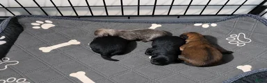 Pomeranian 1