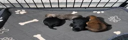 Pomeranian dogs for sale: Pomeranian 1 - Ad 1