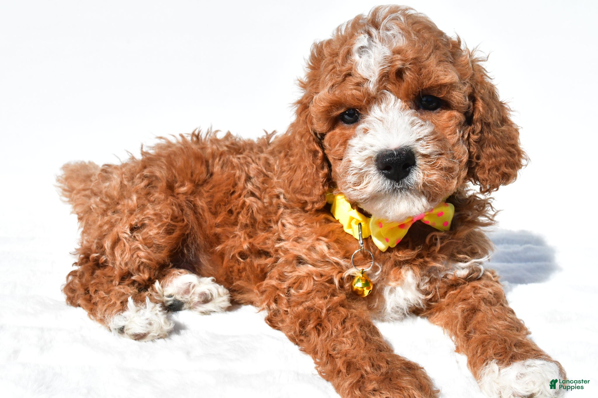 Miniature Poodle dogs for sale: Sheldon - Ad 2