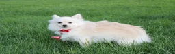 Pomeranian dogs for sale: Cooper  - Ad 12