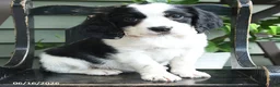 English Springer Spaniel dogs for sale: Destiny - Ad 4
