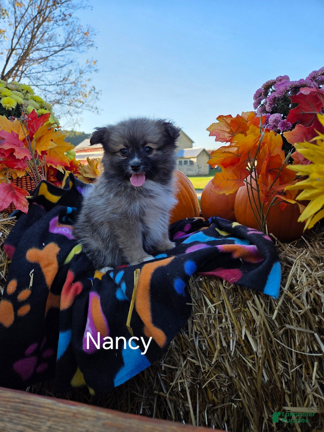 Pomeranian dogs for sale: Nancy - Ad 8