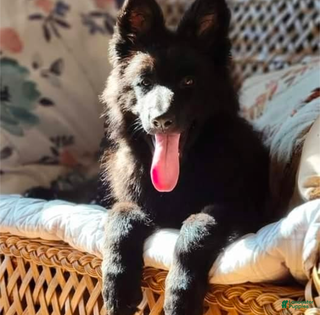 German Shepherd dogs Batman  - Ad 1