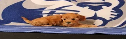 Mini Goldendoodle dogs for sale: Rory - Ad 4